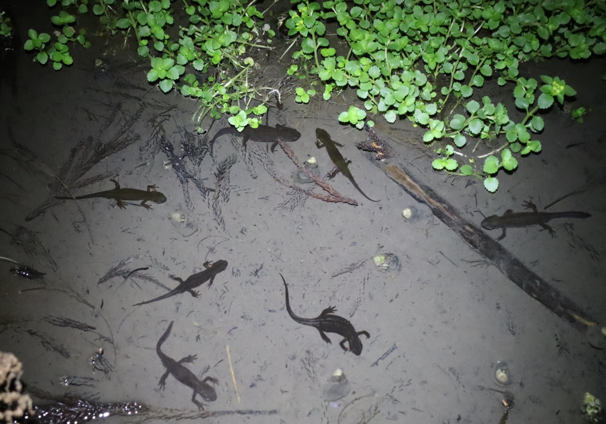 里山 H 山際の水溜まり _暗闇にしか見えぬアカハライモリの婚活パーティー_2022年4月6日 19時5分頃_気温15度